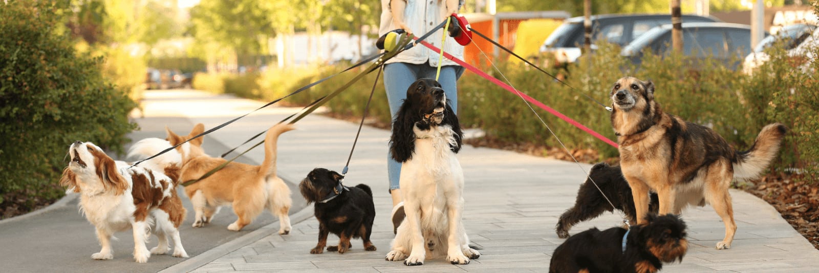 Thank you gifts for dog walkers