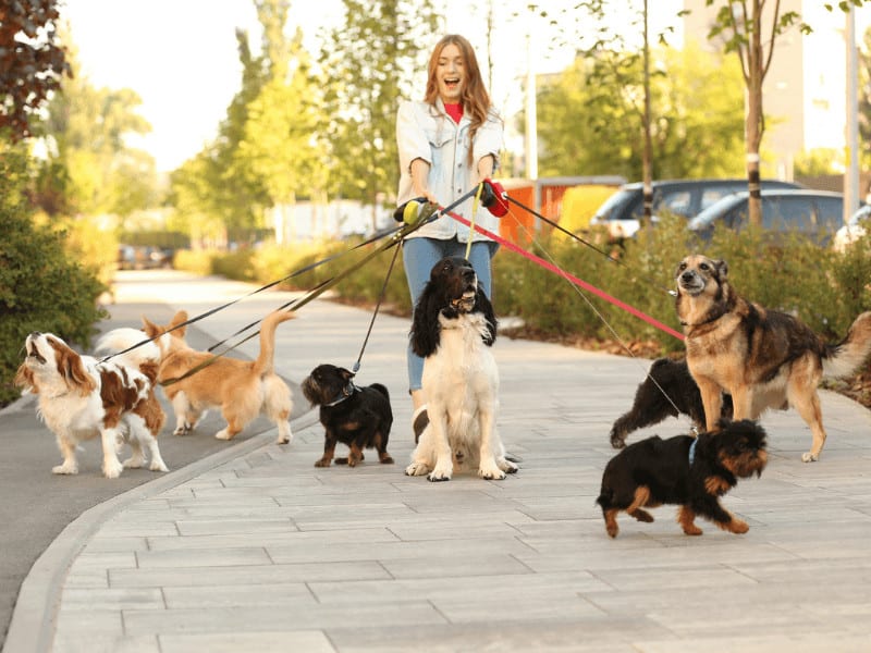 gifts for dog walkers