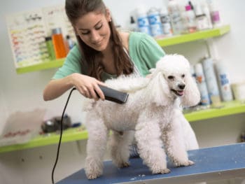 best dog grooming gifts