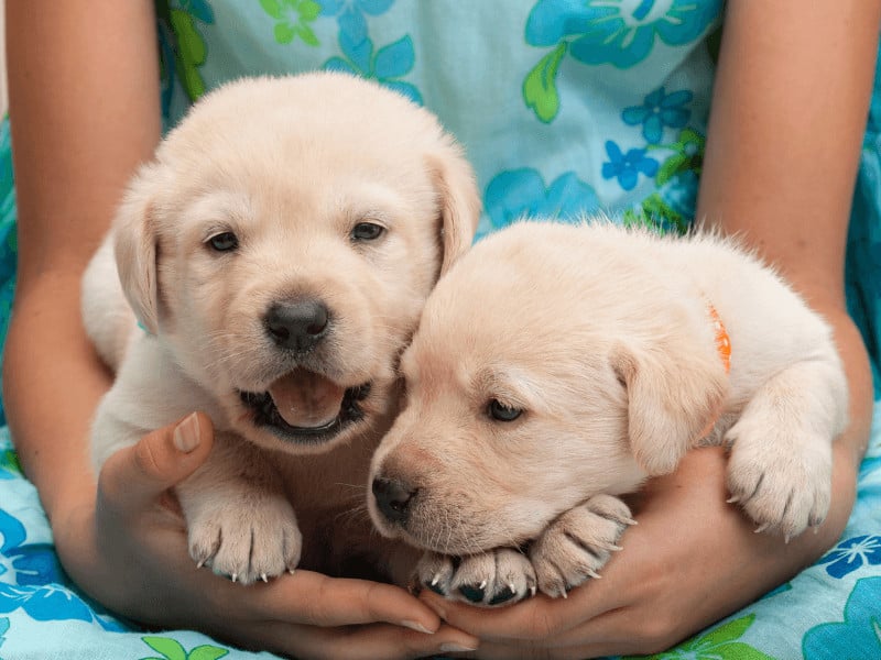 15 Essential Gifts For New Puppy Owners And Their Pups